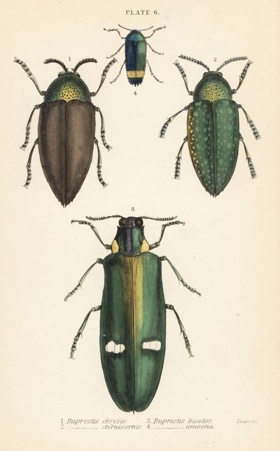 Juweelkevers: Buprestis chrysis 1, Buprestis sternicornis 2, Buprestis bicolor 3, Buprestis amoena 4 door English School