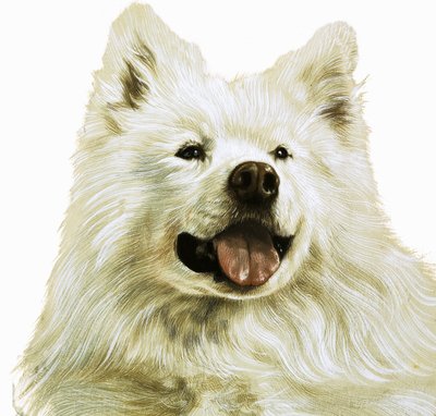 Keeshond door English School