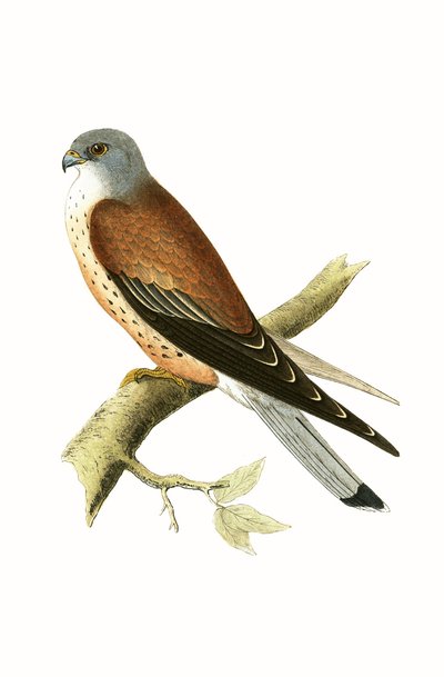 Torenvalk, illustratie uit 