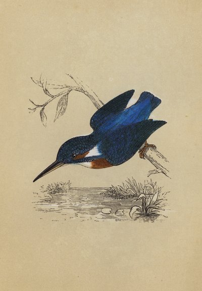 IJsvogel door English School