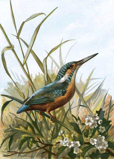 IJsvogel door English School