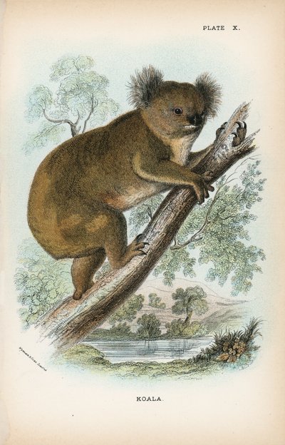 Koala door English School