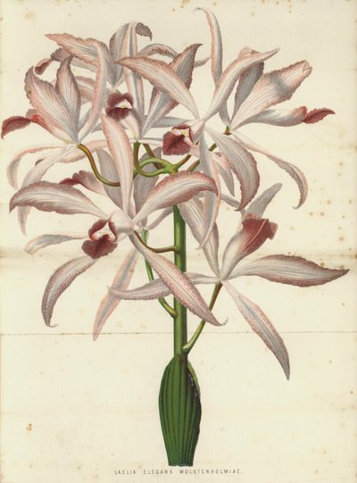 Laelia Elegans Wolstenholmiae door English School