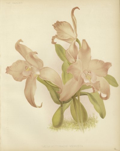 Laelia autumnalis venusta door English School