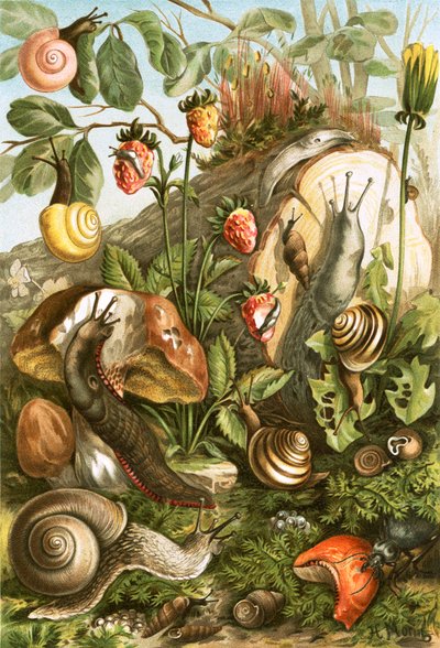 Landmollusken door English School