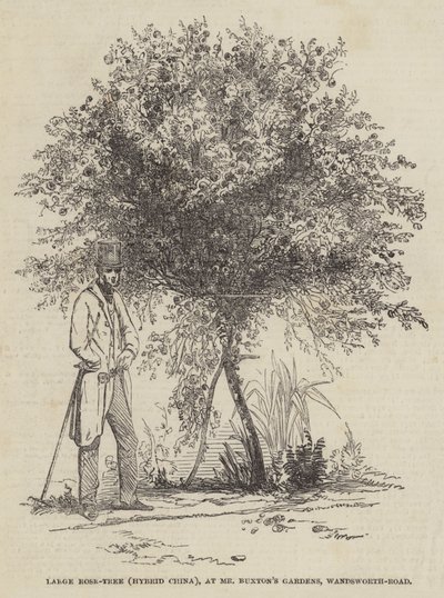 Grote rozenstruik (hybride China), in de tuinen van Mr Buxton, Wandsworth-Road (gravure) door English School