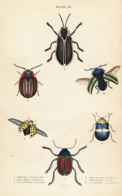 Bladkevers: Alurnus marginatus 1, Eumolpus curpreus 2, Chrysolina cerealis 3, dode-netelbladkever, Chrysolina fastuosa 4, Oedionychis cincta 5 en 22-stippelige lieveheersbeestje Psyllobora vigintiduopunctata 6 door English School