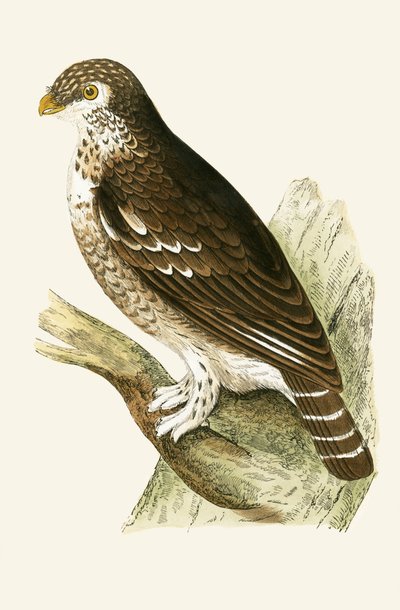 Kleine Europese Sperweruil, illustratie uit 