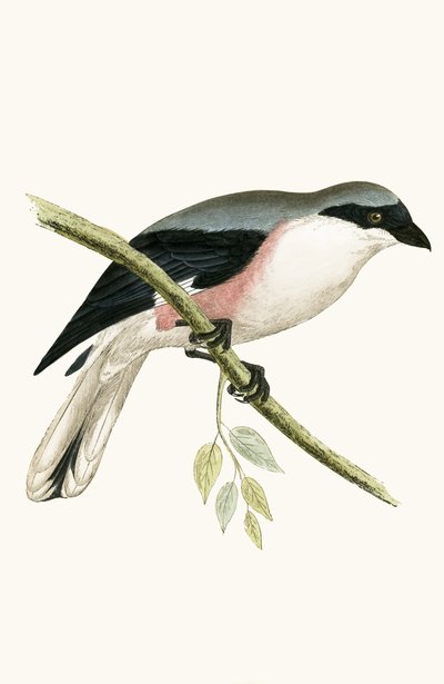 Kleine Grijze Klauwier, illustratie uit 