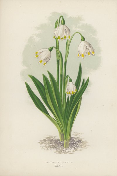 Leucojum Vernum door English School