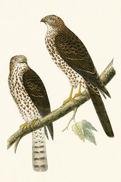 Levant Sperwer, illustratie uit 