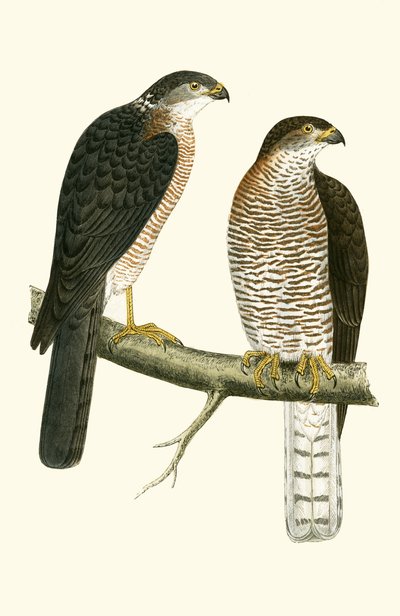 Levant Sperwer, illustratie uit 