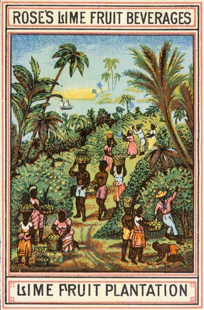 Limoenfruitplantage door English School