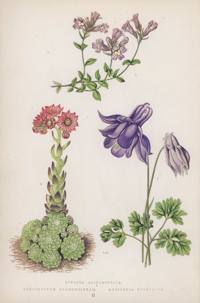 Linaria Origanifolia; Sempervivum Arachnoideum; Aquilegia Pyrenaica door English School