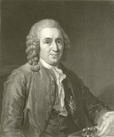 Linnaeus door English School