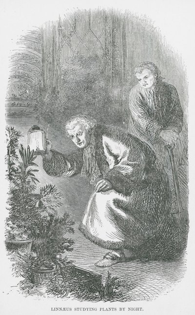 Linnaeus bestudeert planten bij nacht (gravure) door English School