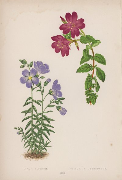 Linum Alpinum; Epilobium Obcordatum (kleur litho) door English School