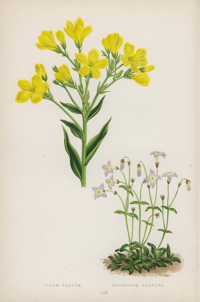 Linum Flavum; Houstonia Caerulea (kleur litho) door English School