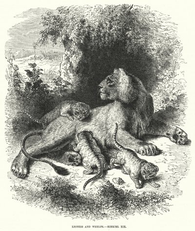 Leeuwin en welpen, Ezechiël XIX door English School