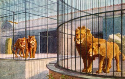 Leeuwen en tijgers in de dierentuin door English School