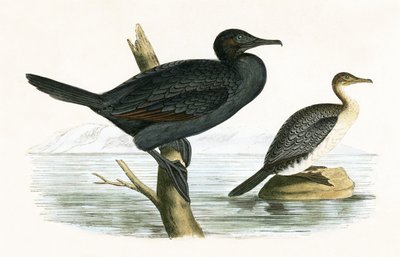 Kleine aalscholver, illustratie uit 