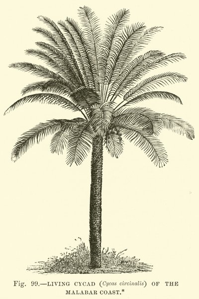 Levende Cycad (Cycas circinalis) van de Malabarkust door English School
