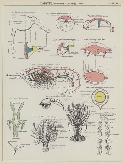 Kreeft, Homarus Vulgaris door English School