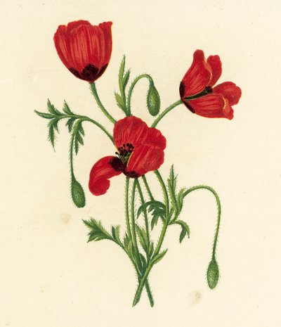 Lang Prikkelhoofd Papaver, Papaver Argemone door English School