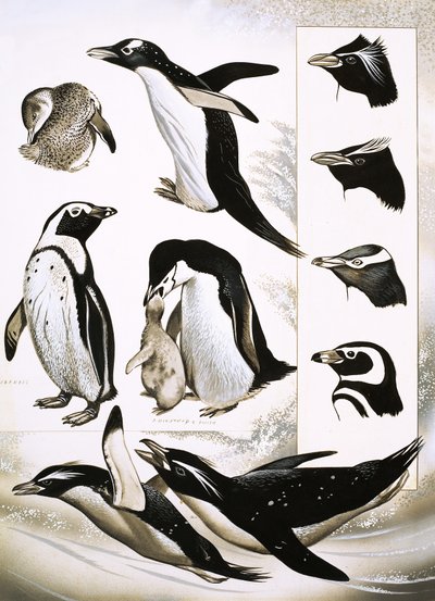 Kijken naar de natuur: Wat zijn Spheniscidae pinguïns! door English School