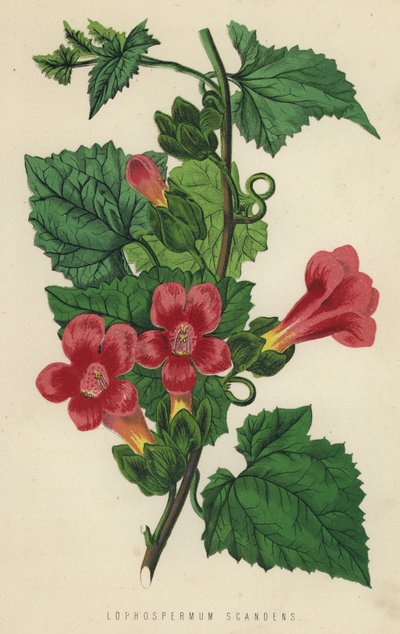 Lophospermum Scandens door English School