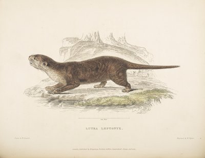 Lutra Leptonyx, uit 