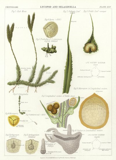 Lycopod en Selaginella door English School