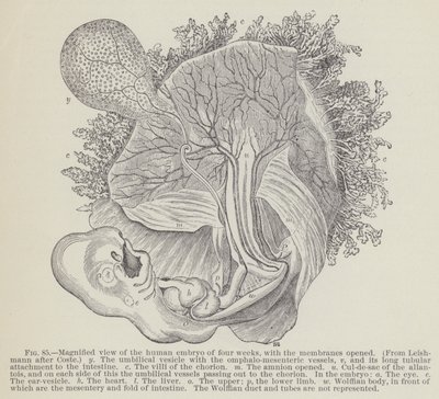 Vergrote weergave van het menselijke embryo van vier weken, met de membranen geopend door English School