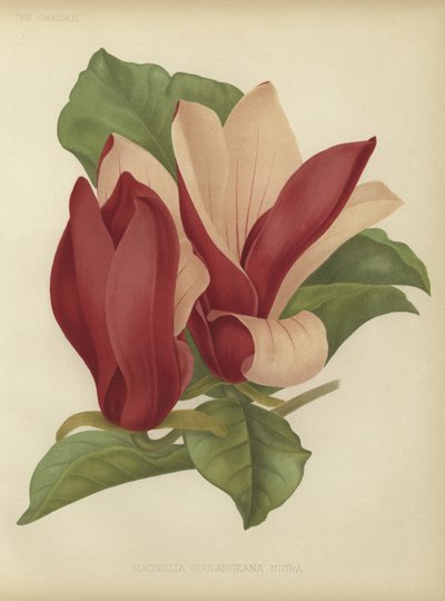 Magnolia soulangiana nigra door English School