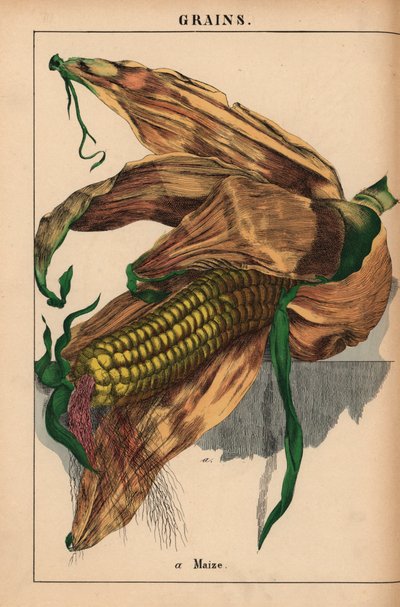 Maïs, koren of suikermaïs, uit 