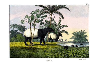 Maleise tapir door English School