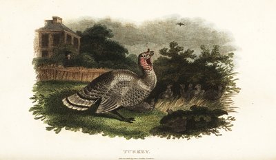 Mannelijke kalkoen beschermt een krielkip tegen een roofvogel door English School