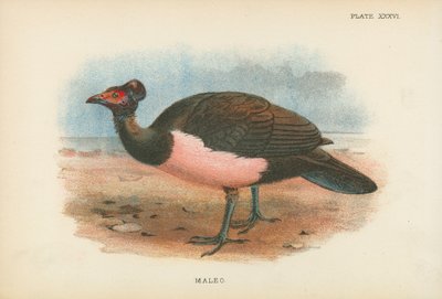 Maleo door English School