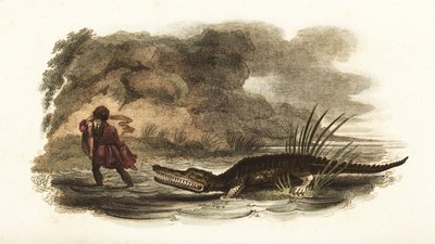 Man redt zijn vrouw uit de kaken van een krokodil in een rivier, Filipijnen door English School