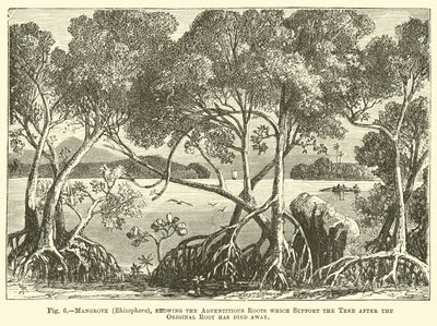 Mangrove (Rhizophora), met de adventieve wortels die de boom ondersteunen nadat de oorspronkelijke wortel is afgestorven door English School