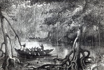 Mangrovebos, frontispice illustratie uit 