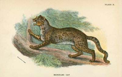Gemarmerde Kat door English School