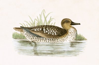 Marmer eend, illustratie uit 