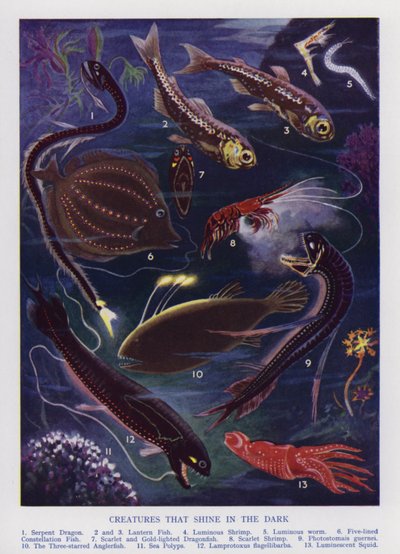 Zeewezens die in het donker schijnen (kleur litho) door English School