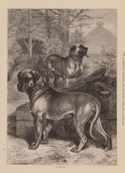 Mastiffs (gravure) door English School