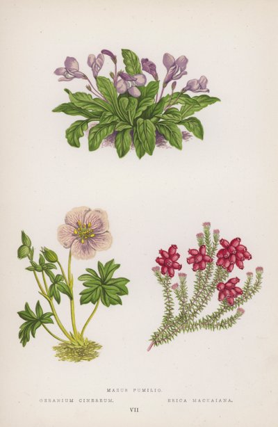 Mazus Pumilio; Geranium Cinereum; Erica Mackaiana door English School