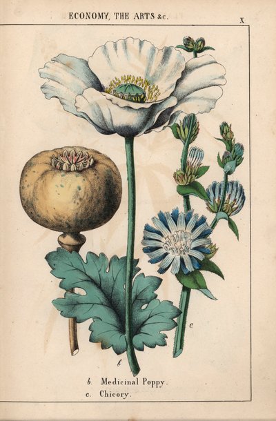 Medicinale papaver met witte bloem en rijpe capsule, en blauwe cichoreibloem, uit "The Instructive Picturebook, or Lessons from the Vegetable World," [Charlotte Mary Yonge], Edinburgh door English School