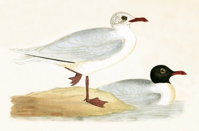 Middellandse Zee Zwartkopmeeuw, illustratie uit 