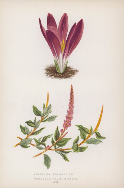Merendera Bulbocodium; Polygonum Vaccinifolium door English School