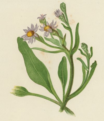 Herfstaster, Aster Tripolium door English School